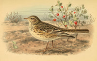 Birds of the British Islands 1885 Pipit, Meadow Poster Print by John G. Keulemans