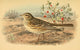 Birds of the British Islands 1885 Pipit, Meadow Poster Print by John G. Keulemans