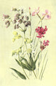 Sub-Alpine Plants fine art print by George J. Flemwell showcasing intricate details and vibrant colors.