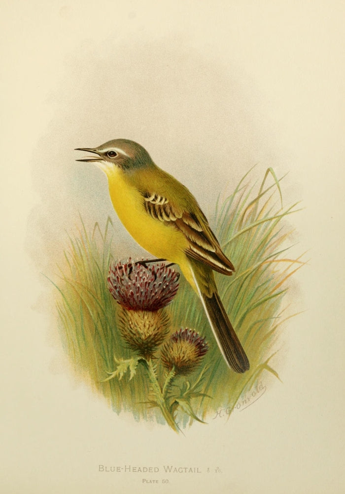 Birds of Britain & Ireland 1907 Wagtail, Blue-headed Poster Print