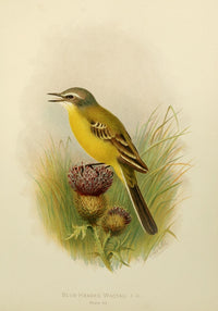 Birds of Britain & Ireland 1907 Wagtail, Blue-headed Poster Print