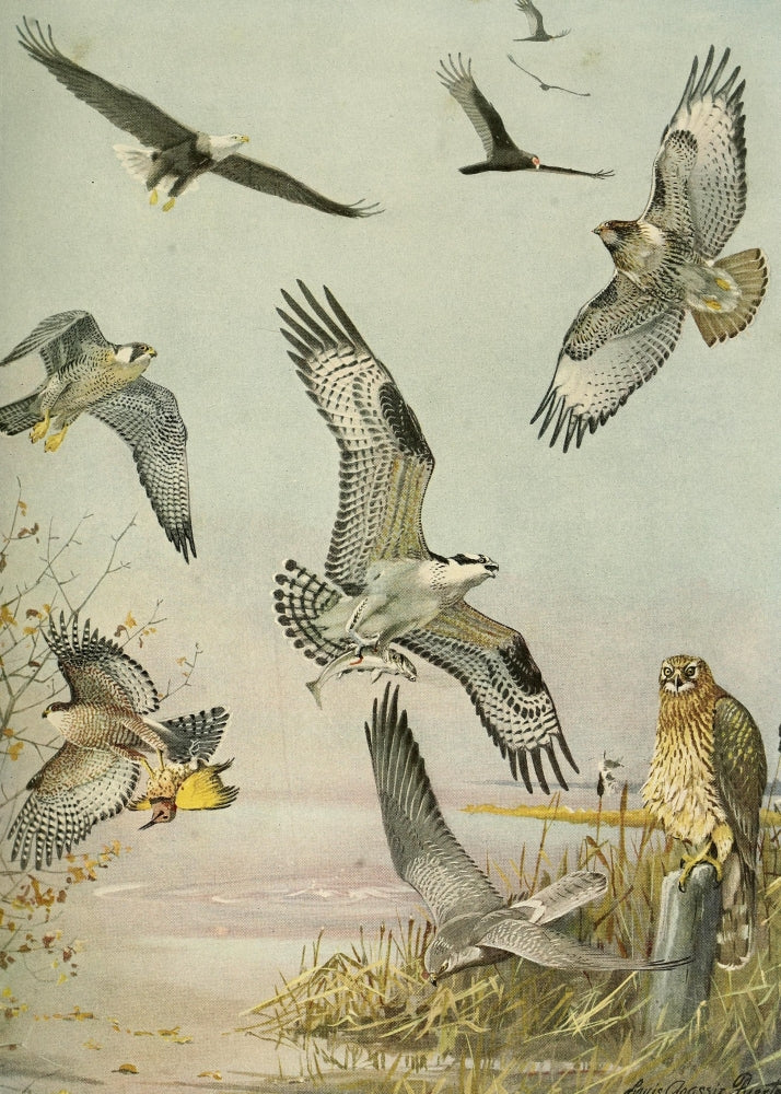 Birds of Massachusetts 1925 Eagle, Hawk & Birds of Prey Poster Print by L.A. Fuertes