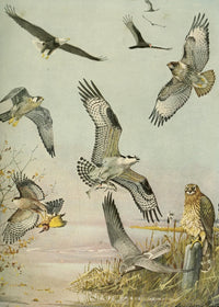 Birds of Massachusetts 1925 Eagle, Hawk & Birds of Prey Poster Print by L.A. Fuertes