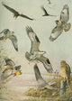 Birds of Massachusetts 1925 Eagle, Hawk & Birds of Prey Poster Print by L.A. Fuertes