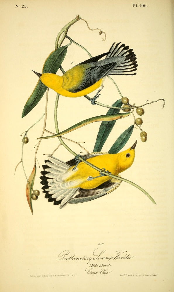 Prothonotary Swamp Warbler Poster Print by J.J. Audubon