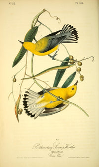 Prothonotary Swamp Warbler Poster Print by J.J. Audubon