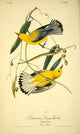 Prothonotary Swamp Warbler Poster Print by J.J. Audubon