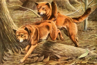 Book of Dogs 1919 Dingo Poster Print by L.A. Fuertes