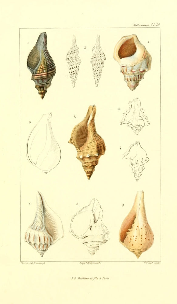 Les Mollusques 1868 Shells Poster Print by J.B. Guerin