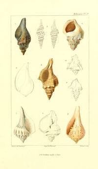 Les Mollusques 1868 Shells Poster Print by J.B. Guerin