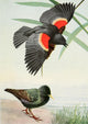 Burgess Bird Book 1919 Blackbird & Starling Art Print by L.A. Fuertes, vibrant colors, detailed illustration.