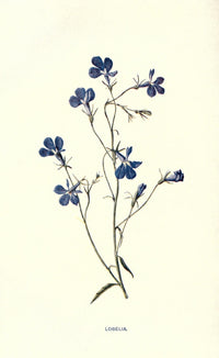 Familiar Garden Flowers 1907 Lobelia Poster Print by F. Hulme