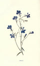 Familiar Garden Flowers 1907 Lobelia Poster Print by F. Hulme