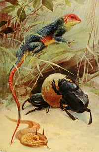 Wild Life of the World 1916 Agama Horned Viper Sacred Beetle Poster Print by F.W. Kuhnert