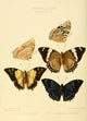Exotic Butterflies 1866 Nymphalis 2 Poster Print by W. Chapman Hewitson