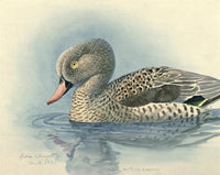 Abyssinian Birds & Mammals Cape Teal Fine Art Print by L.A. Fuertes