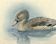 Abyssinian Birds & Mammals Cape Teal Fine Art Print by L.A. Fuertes