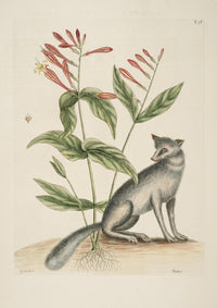 Grey Fox Poster Print by Mark Catesby showcasing a detailed depiction of a grey fox.