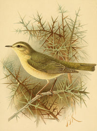 Birds of the British Islands 1885 Warbler, Willow Poster Print by John G. Keulemans