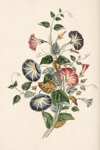 Groups of Flowers 1817 Convolvulus Fine Art Print by George Brookshaw