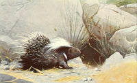 Brehms Tierleben 1911-14 Porcupine art print by Karl Ludwig Hartig.