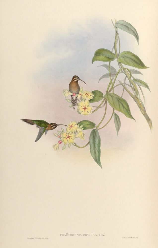 Trochilidae 1861 Phaethornis Obscura Poster Print by John Gould
