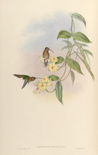 Trochilidae 1861 Phaethornis Obscura Poster Print by John Gould