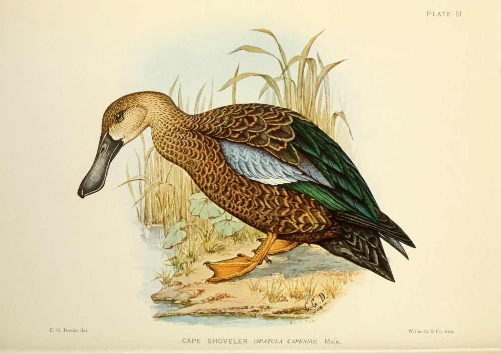 Game-Birds of South Africa 1912 Cape Shoveller Poster Print by C.G. Davis