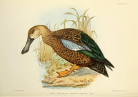 Game-Birds of South Africa 1912 Cape Shoveller Poster Print by C.G. Davis