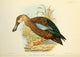Game-Birds of South Africa 1912 Cape Shoveller Poster Print by C.G. Davis