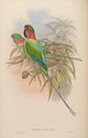 Birds of Asia 1850 Malacca Parrakeet Poster Print with vibrant colors and fine details.