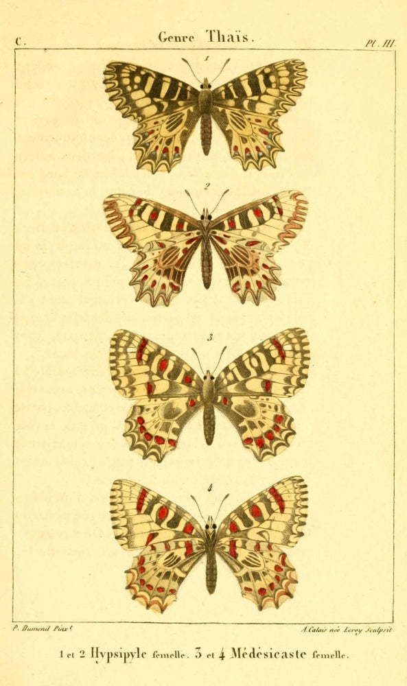 Papillons de France 1821 Genre Thais Poster Print by P. Dumenil, showcasing colorful butterflies.