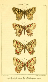 Papillons de France 1821 Genre Thais Poster Print by P. Dumenil, showcasing colorful butterflies.