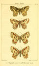 Papillons de France 1821 Genre Thais Poster Print by P. Dumenil, showcasing colorful butterflies.