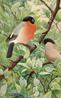 Brehms Tierleben Bullfinch Poster Print by F.W. Kuhnert, showcasing vibrant colors and exquisite details.