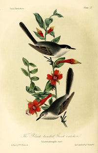 Blk-hdd Gnat Catcher Poster Print by W.E. Hitchcock, vibrant nature artwork