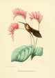 Oiseau Mouches 1874 Pygmornis Longuemareus Poster Print by L. Bevalet