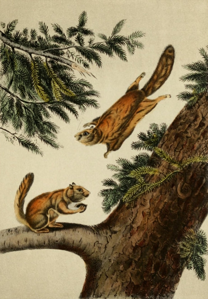 Quadrupeds of North America Flying Squirrels Poster Print by J.J. Audubon