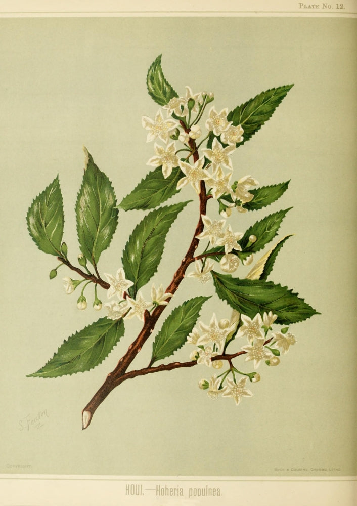 New Zealand Flora 1889 Houi Poster Print by S.A. Featon, vibrant botanical art.