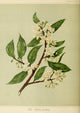 New Zealand Flora 1889 Houi Poster Print by S.A. Featon, vibrant botanical art.