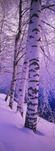 http://c328301.r1.cf1.rackcdn.com/PPI104635S.jpg