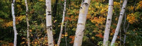 http://c328301.r1.cf1.rackcdn.com/PPI105640L.jpg