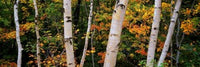 http://c328301.r1.cf1.rackcdn.com/PPI105640S.jpg