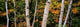http://c328301.r1.cf1.rackcdn.com/PPI105640S.jpg
