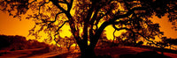 http://c328301.r1.cf1.rackcdn.com/PPI113483S.jpg