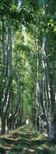 http://c328301.r1.cf1.rackcdn.com/PPI114256S.jpg