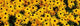 http://c328301.r1.cf1.rackcdn.com/PPI116299S.jpg