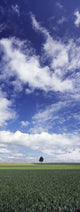 http://c328301.r1.cf1.rackcdn.com/PPI120544S.jpg