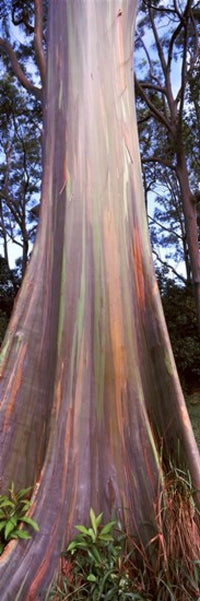 http://c328301.r1.cf1.rackcdn.com/PPI134433S.jpg