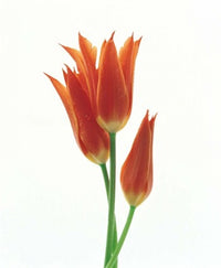 http://c328301.r1.cf1.rackcdn.com/PPI136215.jpg